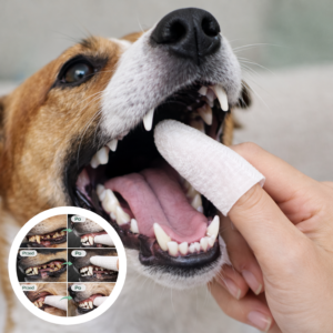 PupiWhipes dla psa i kota - Chusteczki do czyszczenia zębów (50 szt.)